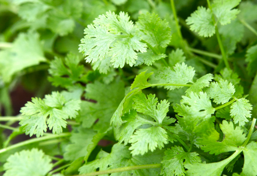 Coriander