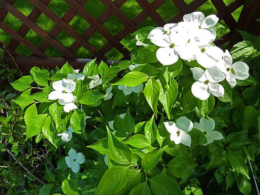 Cornus (RUTDAN) 'Celestial'