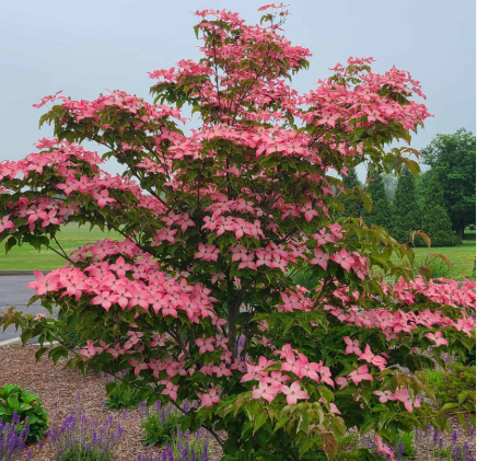Cornus (RUTPINK) 'Scarlet Fire'