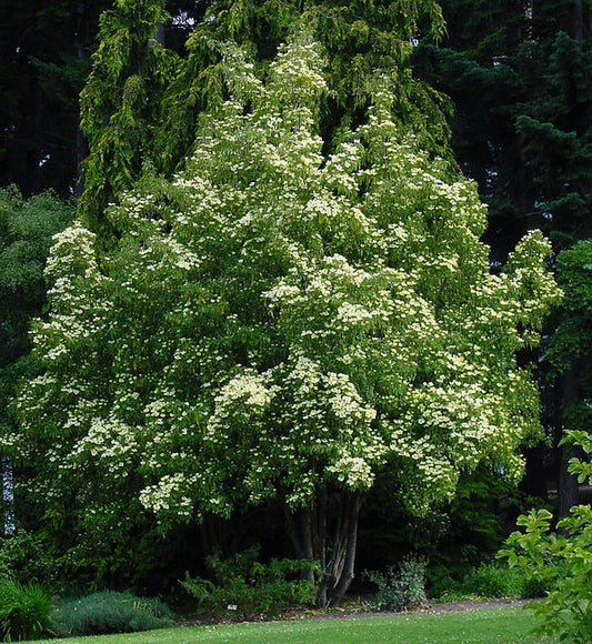 Cornus capitata