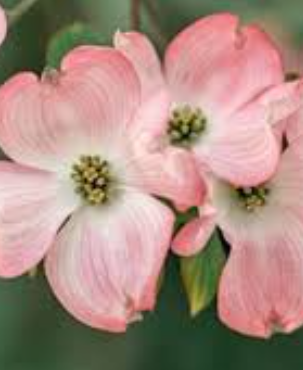 Cornus eric 'Gennett'