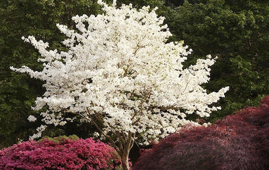 Cornus florida Alba