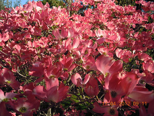 Cornus florida Rubra