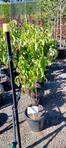 Cornus florida Alba
