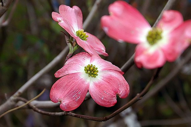 Cornus florida 'Cherokee Chief'