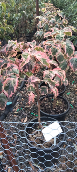 Cornus florida 'Welchii'