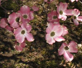 Cornus florida 'Welchii'