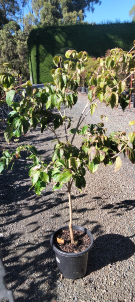 Cornus kousa 'Heart Throb'