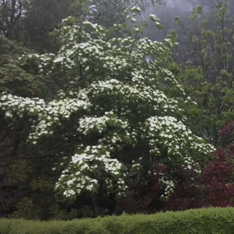 Cornus kousa (Rutcan) 'Constellation'
