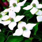 Cornus kousa 'Trinity Star'