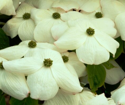 Cornus kousa x (Rutban) 'Aurora'