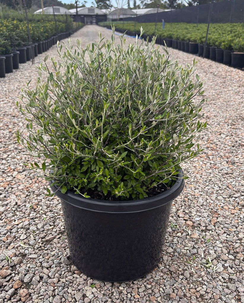 Corokia 'Clover'