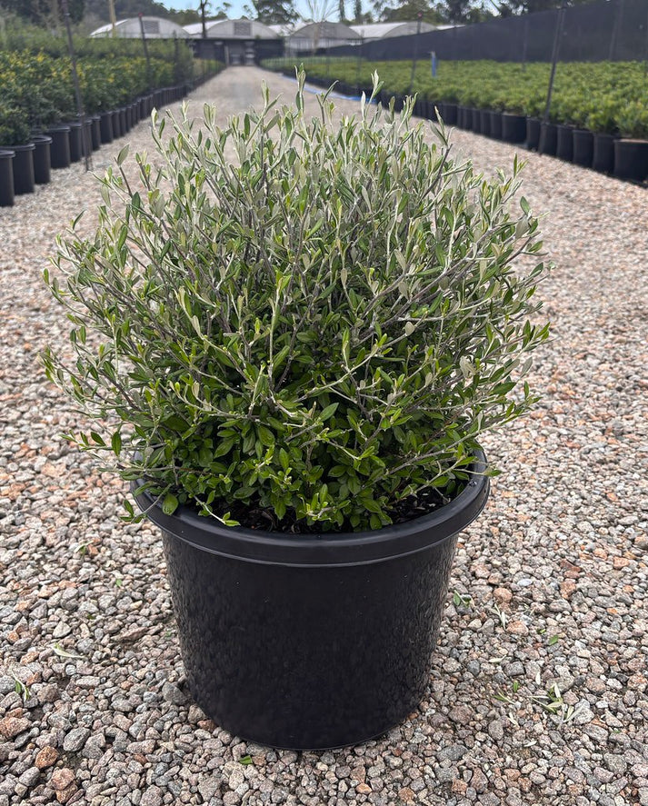 Corokia 'Clover' – The Plant Broker