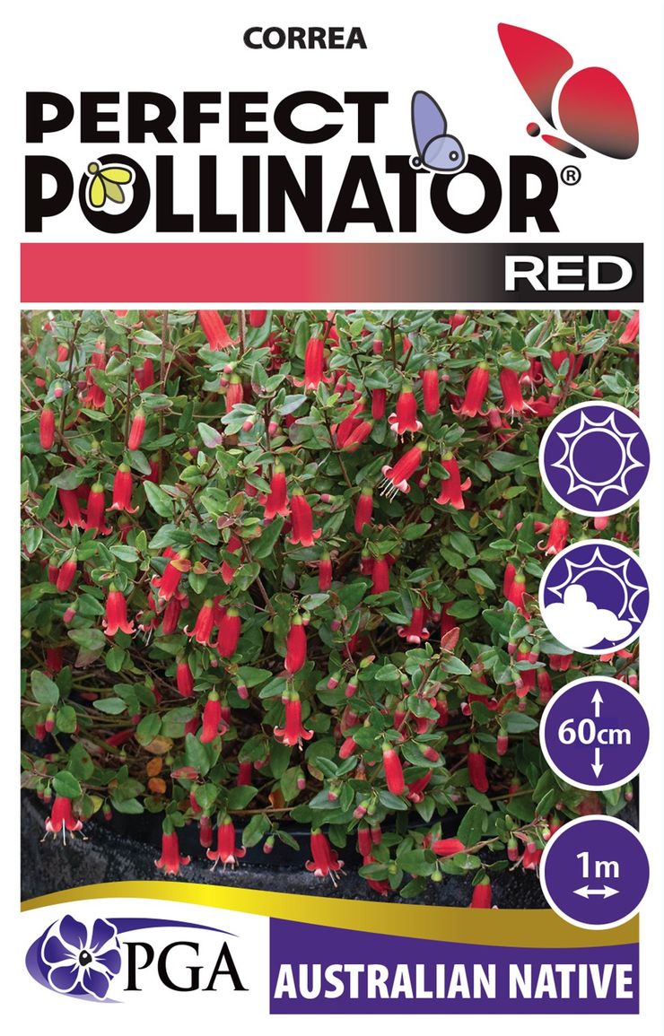Correa PERFECT POLLINATOR® ‘Red’