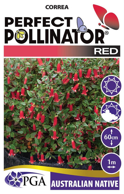 Correa PERFECT POLLINATOR® ‘Red’
