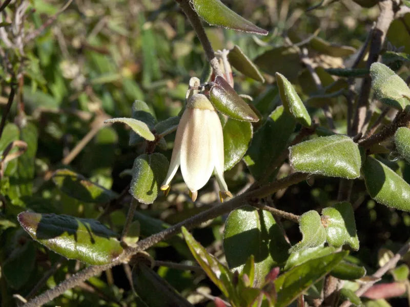 Correa Windsong