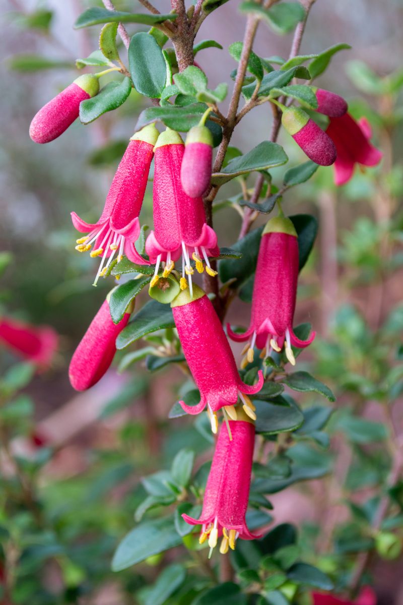 Correa ‘PERFECT POLLINATOR®' Dark Pink