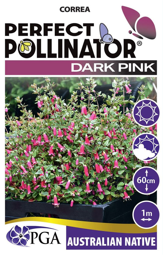 Correa ‘PERFECT POLLINATOR®' Dark Pink