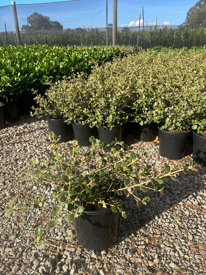 Correa alba (COR10)  Coastal Pink™