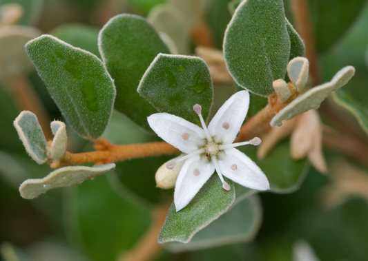 Correa alba