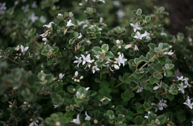 Correa alba Compacta