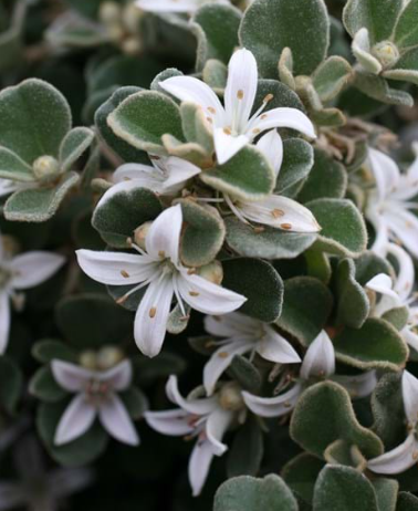 Correa alba Prostrate