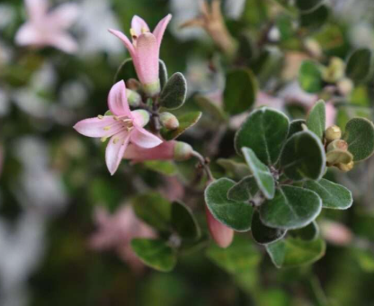 Correa alba (COR10)  Coastal Pink™