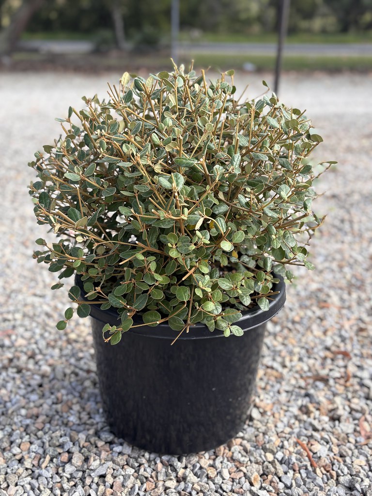 Correa alba (COR10)  Coastal Pink™