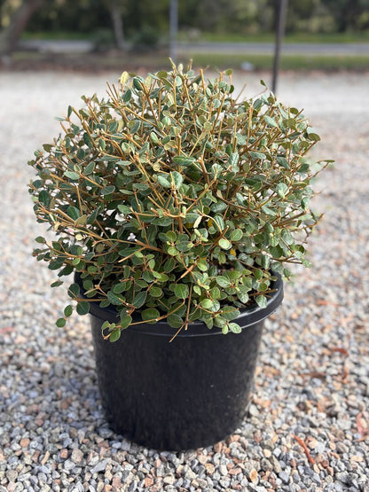 Correa alba (COR10)  Coastal Pink™