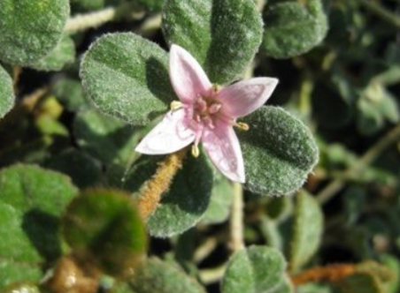 Correa alba var. pannosa