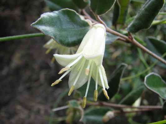 Correa backhouseana