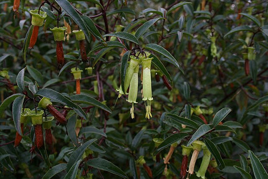 Correa baeuerlenii