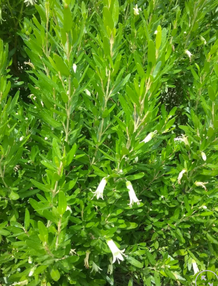 Correa glabra