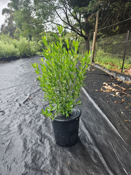 the plant broker