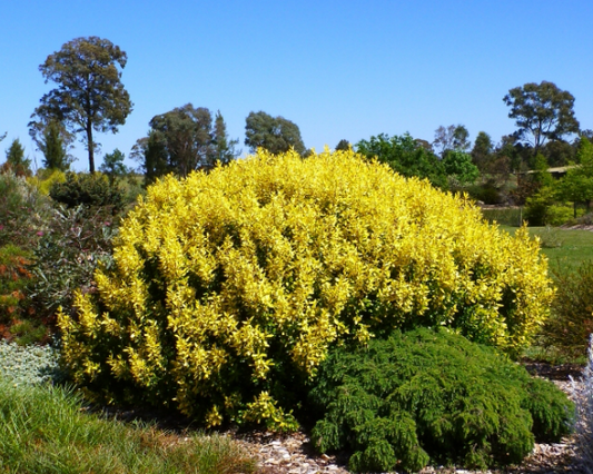 Correa glabra Barossa Gold