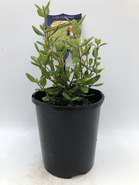 Correa glabra Barossa Gold