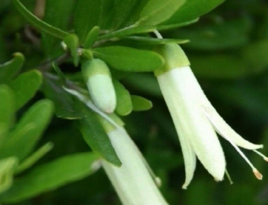 Correa glabra Ivory Lantern
