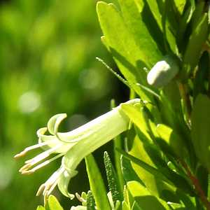 the plant broker