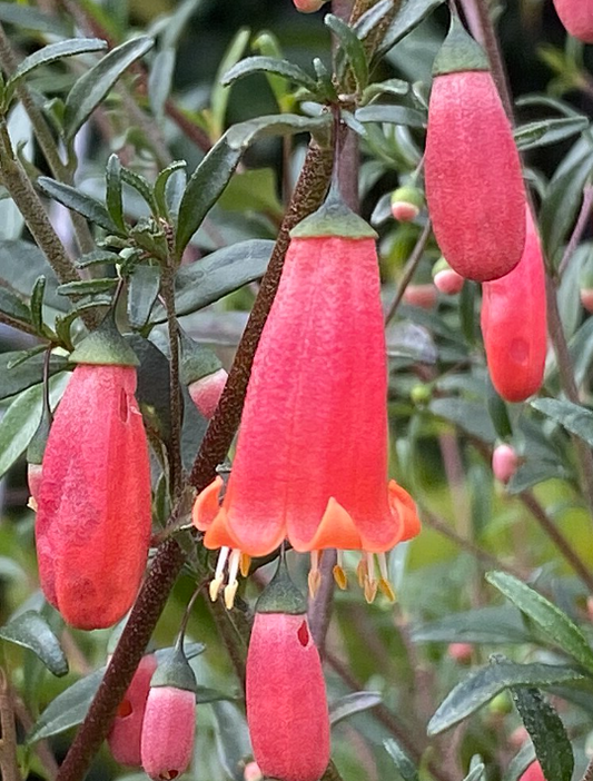 Correa pulchella