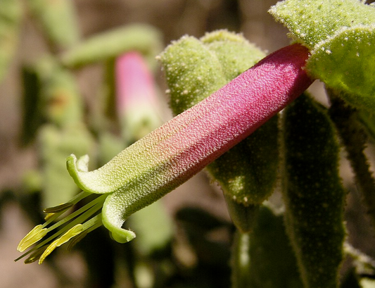 Correa reflexa