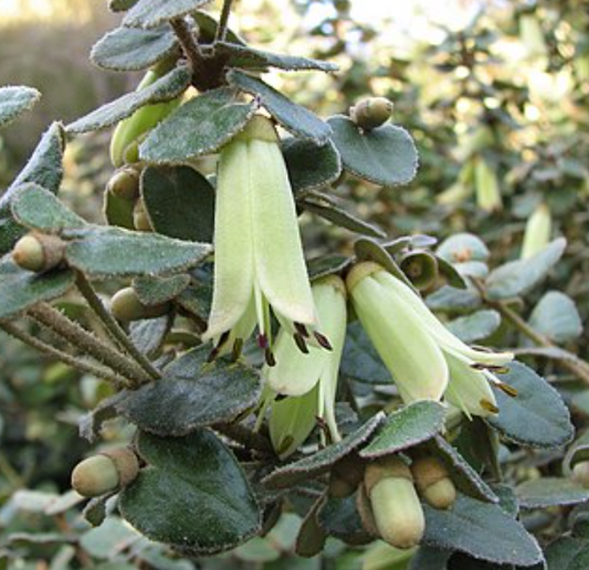Correa reflexa Nummularifolia