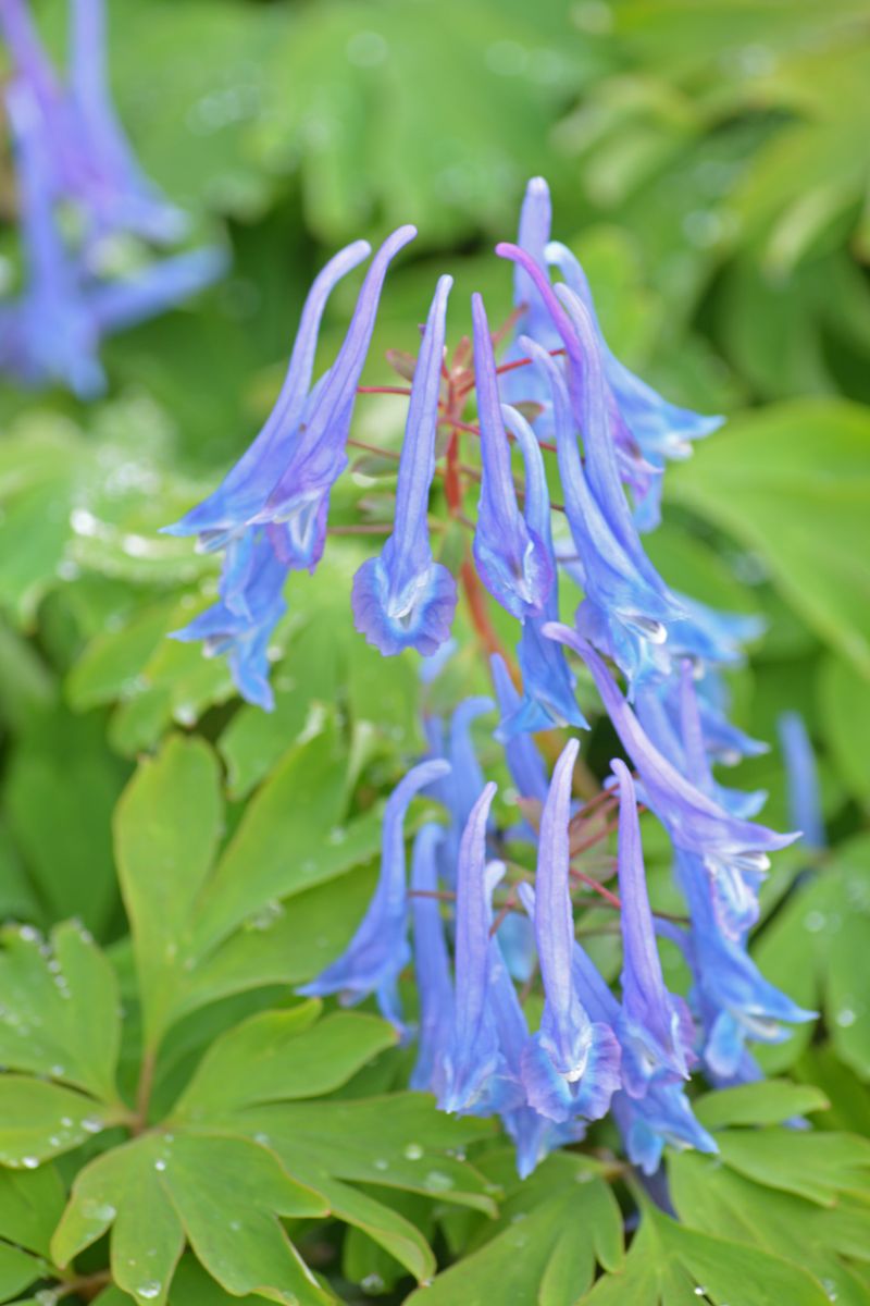 Corydalis ‘Blue Line’