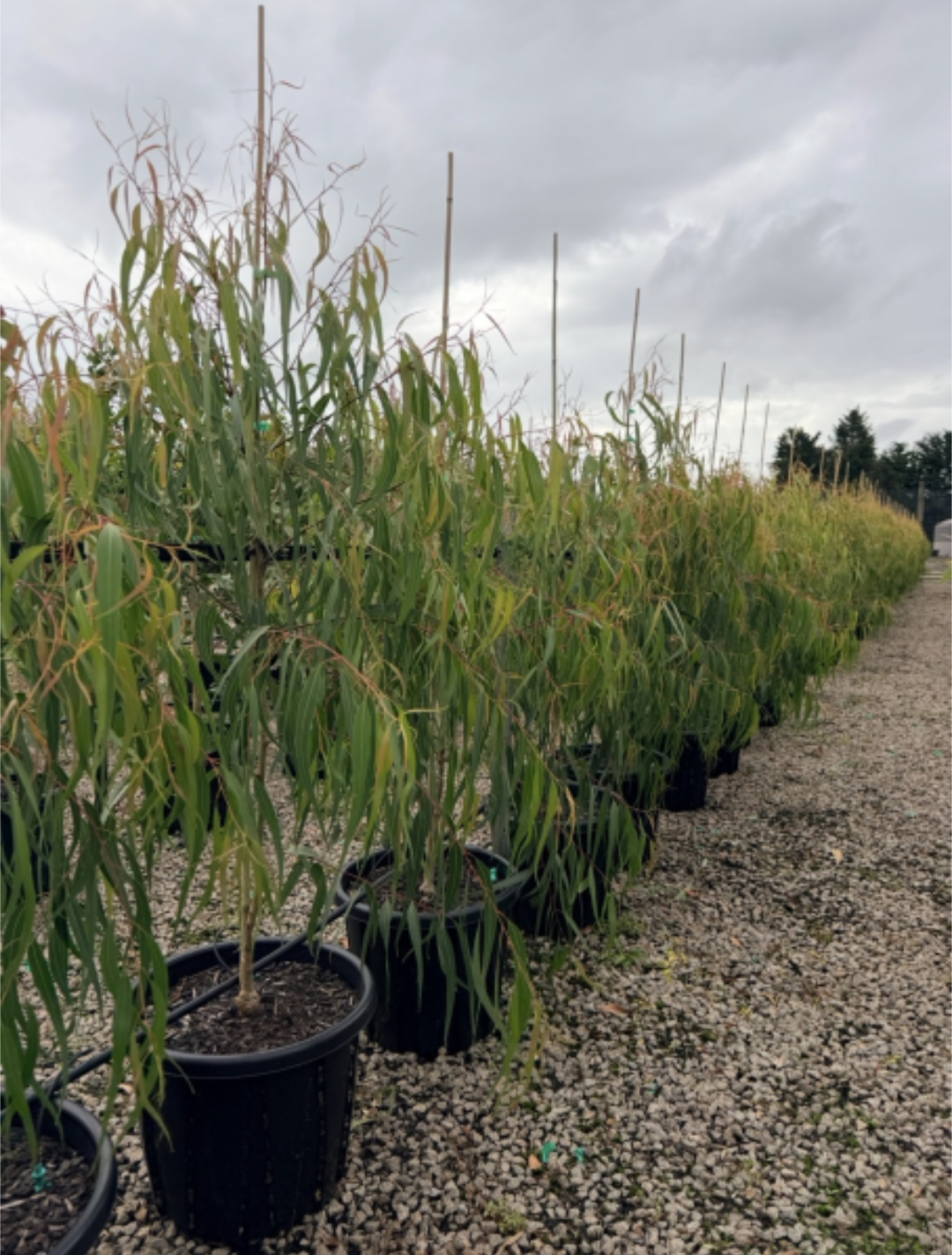 Corymbia 'Scentuous'