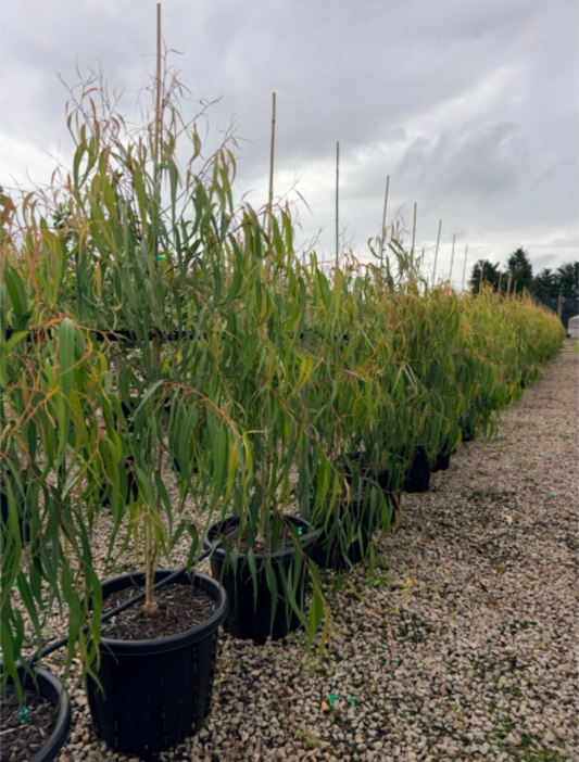 Corymbia 'Scentuous'