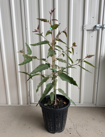 Corymbia citriodora