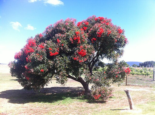 Corymbia ficifolia