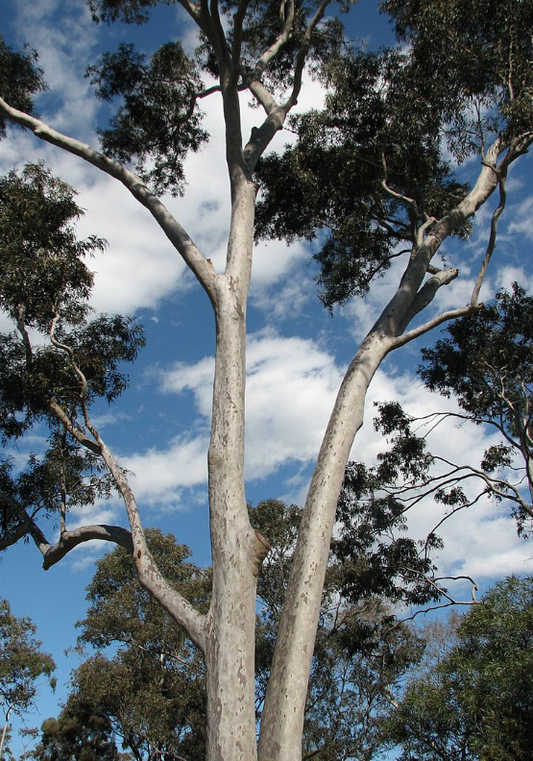 Corymbia maculata