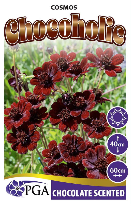 Cosmos ‘Chocoholic’