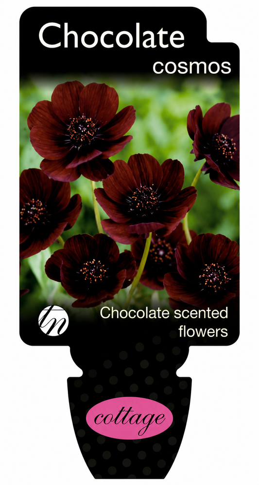 Cosmos atrosanguius Chocolate