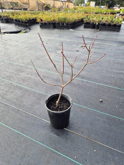 Cotinus coggygria x obovatus Flame